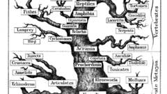 Evolution human high Resolution