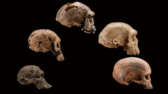 Evolution skulls comparisons