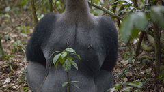 Exotic primates animal Animals