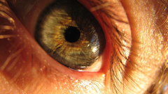 Eye human