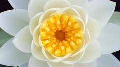 Eye Water Lilies white flowers