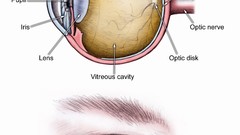 Eyes anatomy