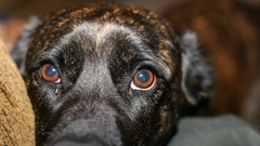 Eyes Animals Dogs canine