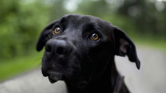 Eyes Animals Dogs Puppies