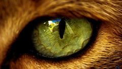 Eyes Animals fur macro