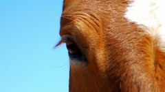 Eyes Animals Horses macro