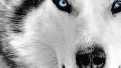 Eyes Animals Wolves