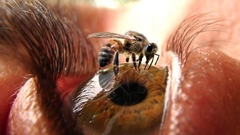 Eyes bees