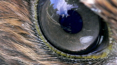 Eyes Birds Animals