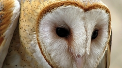 Eyes Birds Animals feathers