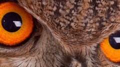 Eyes Birds close-up Owls