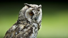 Eyes Birds close-up Owls