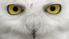 Eyes Birds Owls