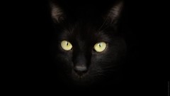 Eyes black cats Animals