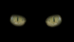 Eyes cats