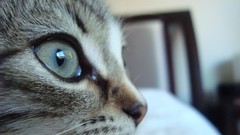 Eyes cats