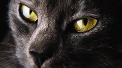 Eyes cats