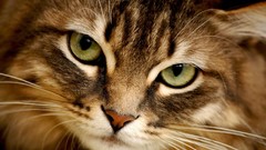 Eyes cats