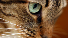 Eyes cats Animals
