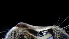 Eyes cats Animals
