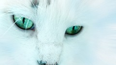 Eyes cats Animals green
