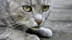 Eyes cats Animals grey