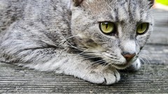 Eyes cats Animals grey