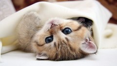 Eyes cats Animals Kittens