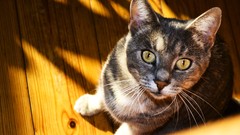 Eyes cats Animals orange