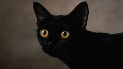 Eyes cats Animals pets