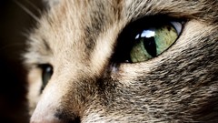 Eyes cats close-up