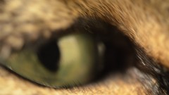Eyes cats close-up