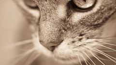 Eyes cats close-up vintage