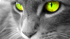 Eyes cats limes green