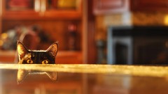 Eyes cats reflections depth of field tabletop
