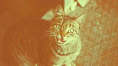 Eyes cats Turkey webolizma