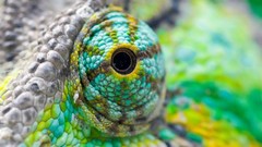 Eyes close-up Reptiles