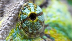 Eyes close-up Reptiles chameleons