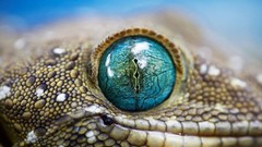 Eyes close-up Reptiles geckos