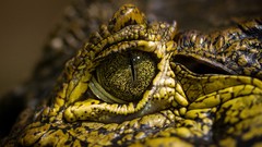 Eyes Crocodiles Reptiles