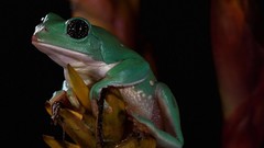 Eyes Green Frogs amphibians