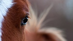 Eyes Horses