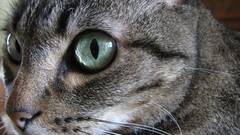 Eyes kitten animal cats