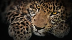 Eyes Leopards