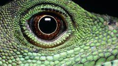 Eyes lizards Reptiles