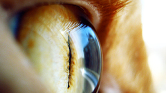Eyes macro