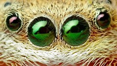 Eyes macro spiders