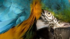 Eyes Parrots