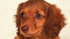 Eyes Puppies Dogs brown spaniel