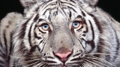 Eyes Tigers